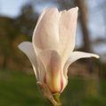 MAGNOLIA zenii 'Pink Parchment' 